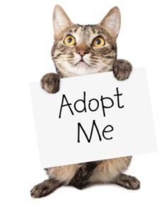 A cat holding a sign asking to be adopted.