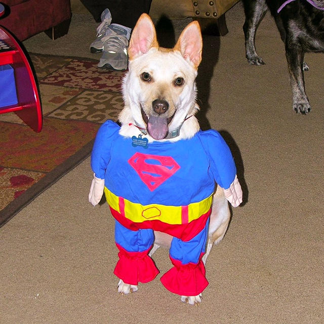 superjax wins the lockaway storage pet costume contest