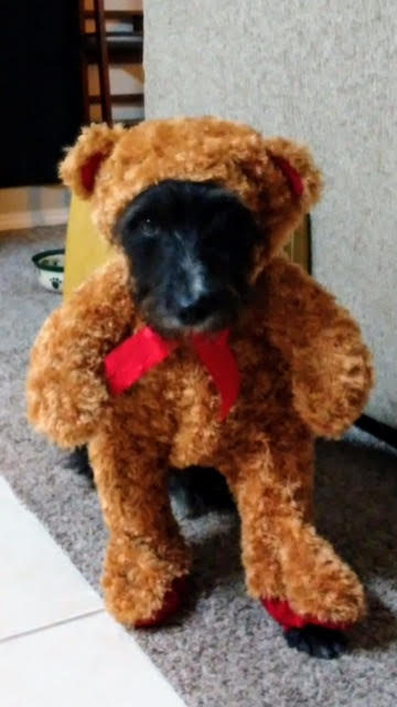 winston's teddy bear outfit was all the rage at the costume contest