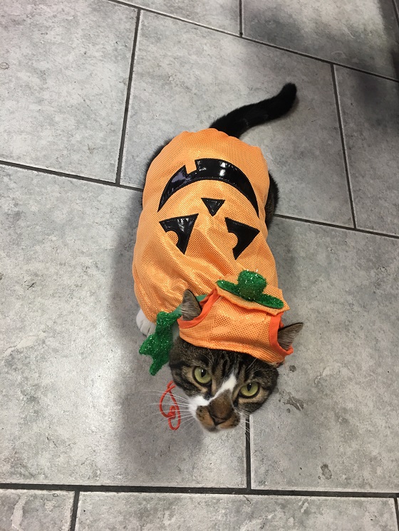 pumpcat suzie won the costume contest this year for the kitty division at StaxUP storage