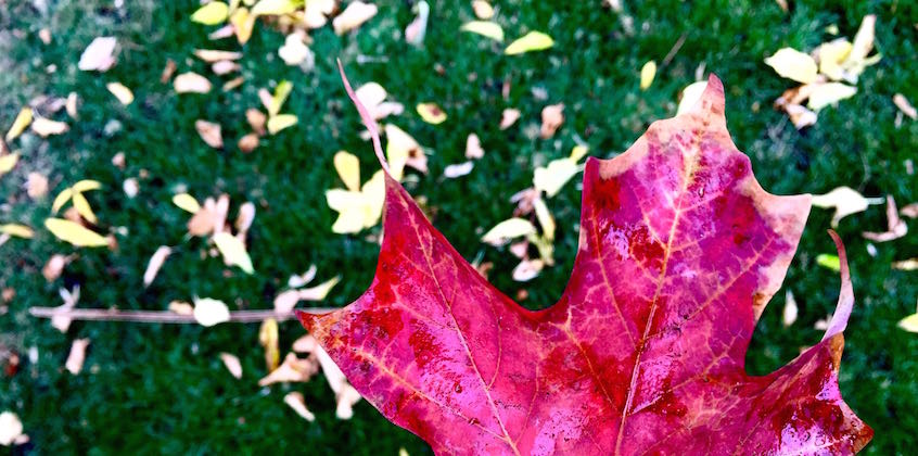 Amazing Fall Centerpieces You Can Make Using Things You Already Have ...